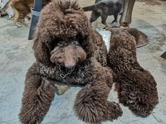 -more than meow吴止猫主题餐厅(承德 中船汇店)