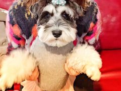 -百好乐宠物友好餐厅(朝外大街店)