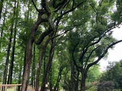 -上海醉白池公园