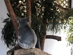 -费瑟代尔野生动物园