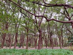 -上海滨江森林公园