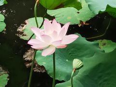 -荔湾湖公园