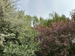 -长白岛森林公园