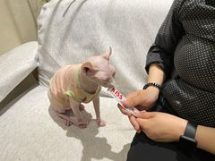 -藏猫猫咖啡主题馆(中央大道店)