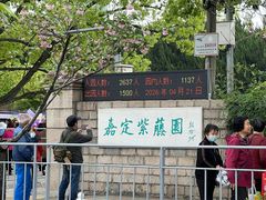 -嘉定紫藤园