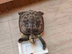 -阿荣24H宠物医院·综合型转诊中心·CT·核磁影像中心