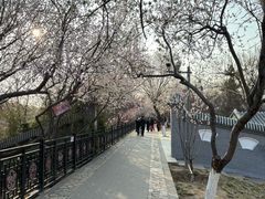 -桃花堤公园