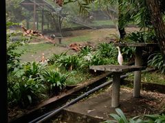 -吉隆坡雀鸟公园