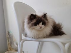 -喵的天空名猫咖啡馆·撸猫·猫舍·用品