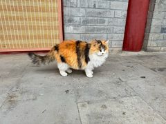 -白云观