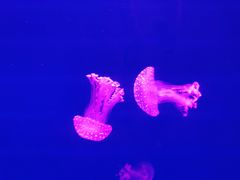 -福州罗源湾海洋世界旅游区