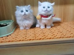 -欣宠猫屋·矮脚拿破仑·蓝金金渐层