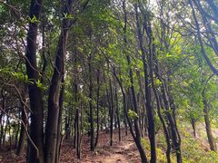 -黄埔油麻山森林公园