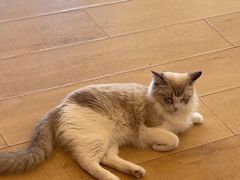 -Let's go狗咖·猫咖·奶狗·桌游(春熙路IFS店)