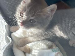 -芭比堂动物医院·CT·微创中心(新顺分院)