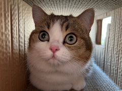 -babydoll猫舍·米努特·德文·缅因(久光中心店)