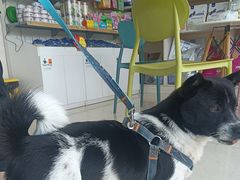 -乐琪宠物医院·犬猫专科·骨外科·急重症