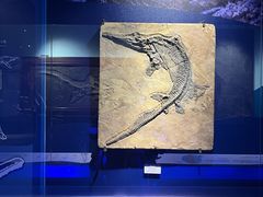 -正佳自然科学博物馆