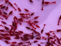 -华声天桥民俗文化园