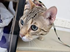 -瑞派康怡24h宠物医院·犬猫医疗中心·微创绝育(瑞景分院)