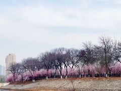 -桃花堤公园