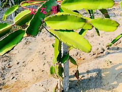 -海南热带野生动植物园