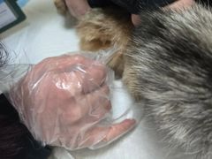 -纳吉亚猫专科动物医院博雅分院