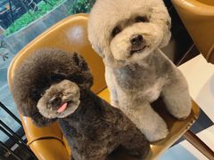 -Oh My Dog宠物沙龙(伊珊娜皮毛护理店)