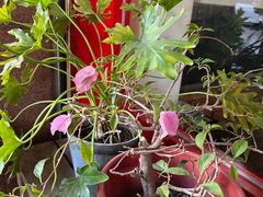 -NUNCHUK 拿翘咖啡