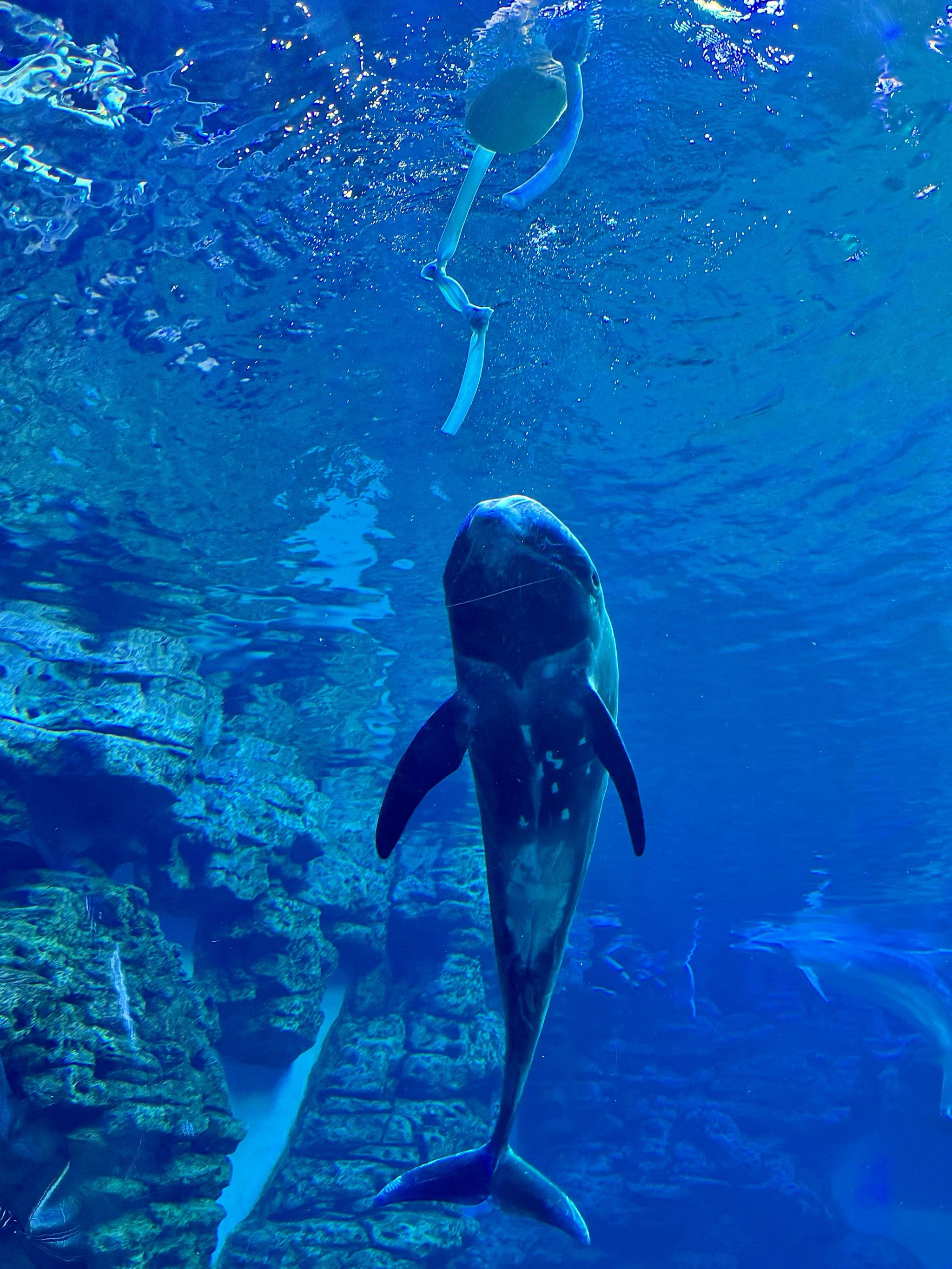 郑州海洋馆,去了,后悔了