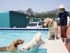 -趣玩宠物乐园寄养训犬训狗游泳池