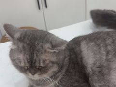 -喵园·猫主题咖啡厅·撸猫·猫咖(国贸店)