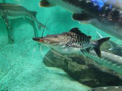 -太平洋海底世界