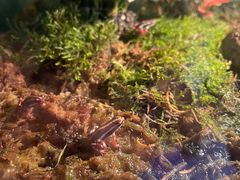 -上海大自然野生昆虫馆(东方明珠·爬宠昆虫探索中心)