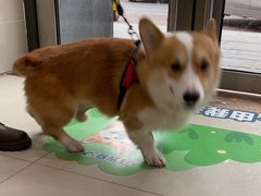 -艾贝尔宠物医院·24H转诊中心·肿瘤猫专科(江宁双龙店)