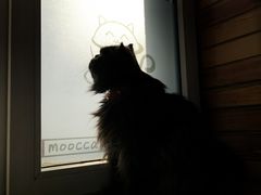 -猫的茶·猫咖