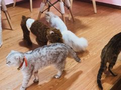 -李小姐の猫咖啡馆(五角场店)