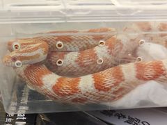 -酷以爬仙阁实体爬宠店·守宫·蜥蜴·专业繁育