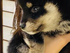 -逗柴咖啡屋·狗咖猫咖宠物桌游