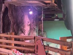 -正佳雨林生态植物园