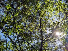 -铁山坪森林公园