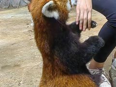 -绿色星球动物主题公园