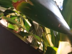 -管氏翅吧(台湾街店)