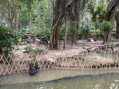 -广州长隆飞鸟乐园