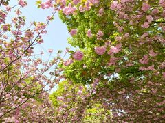 -高东镇樱花园