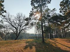 -上海共青森林公园