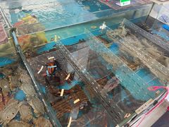 水产区-四川小胡子海鲜(丁村万人海鲜广场店)