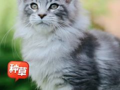 -十年猫舍·猫咪专门店(普陀店)