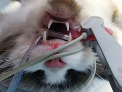 -关爱宠物医院·猫科中心·消化科(滨湖万达分院)