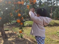 -前小桔亲子创意农场·草莓采摘·露营烧烤